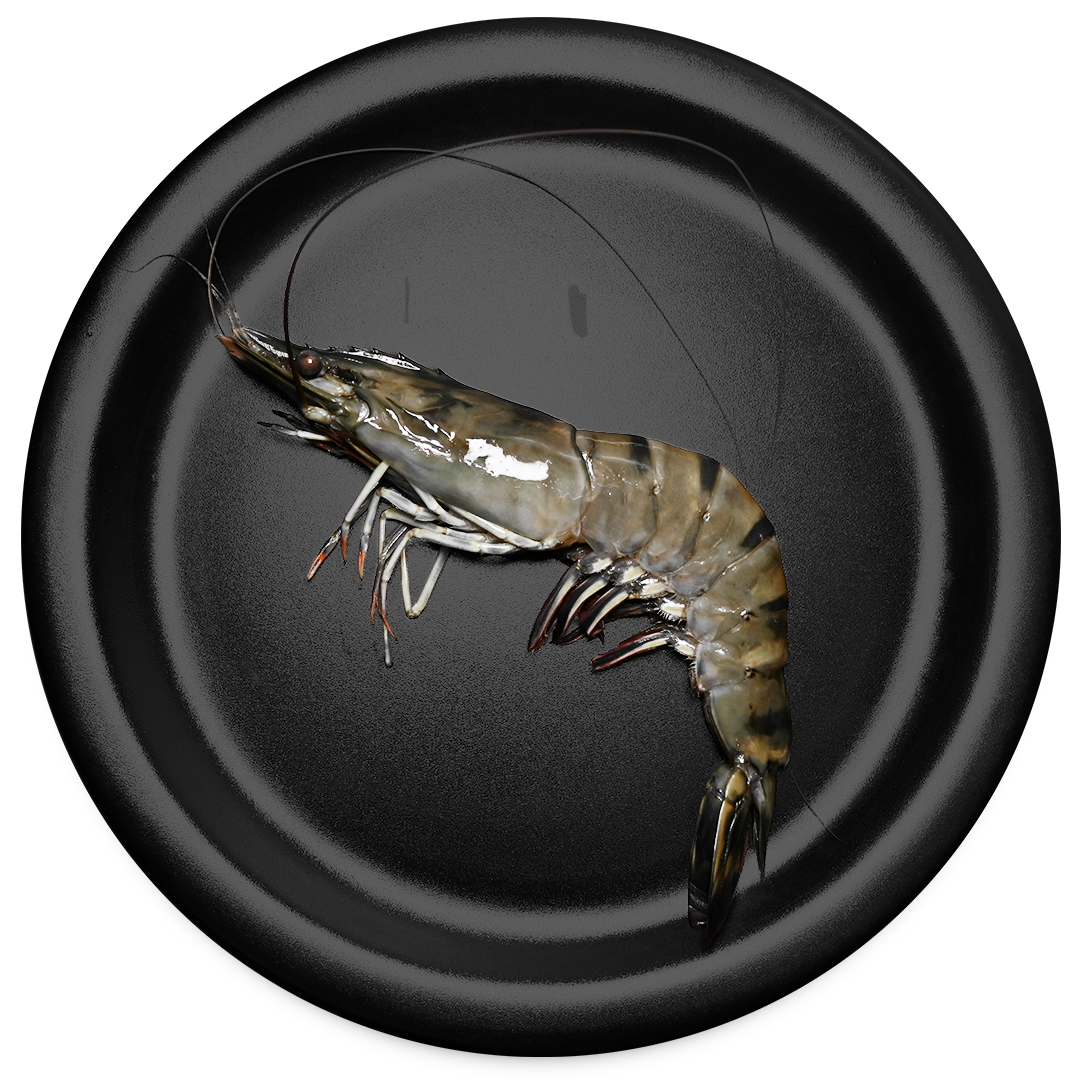 Black Tiger Shrimp