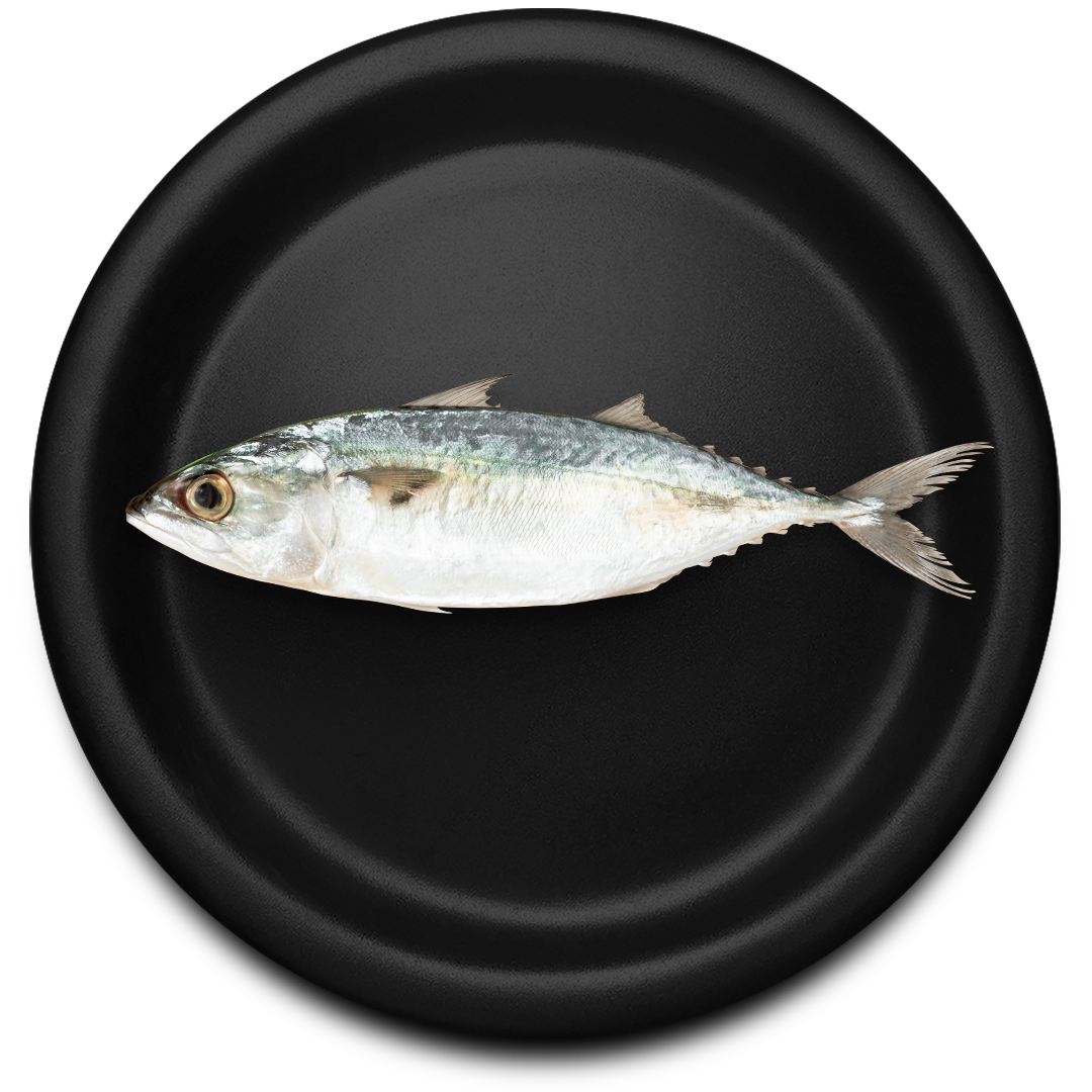Fresh Mackerel