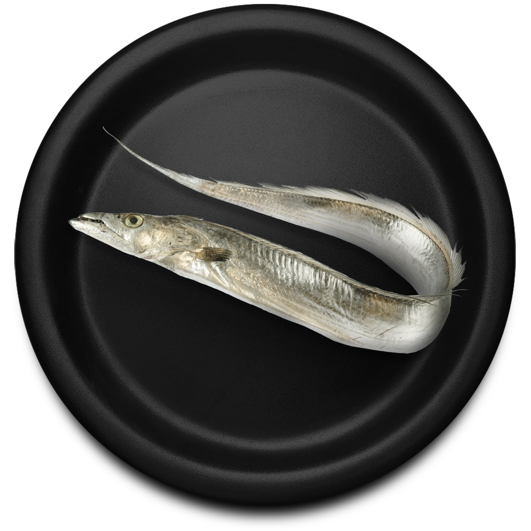 Ribbon Fish