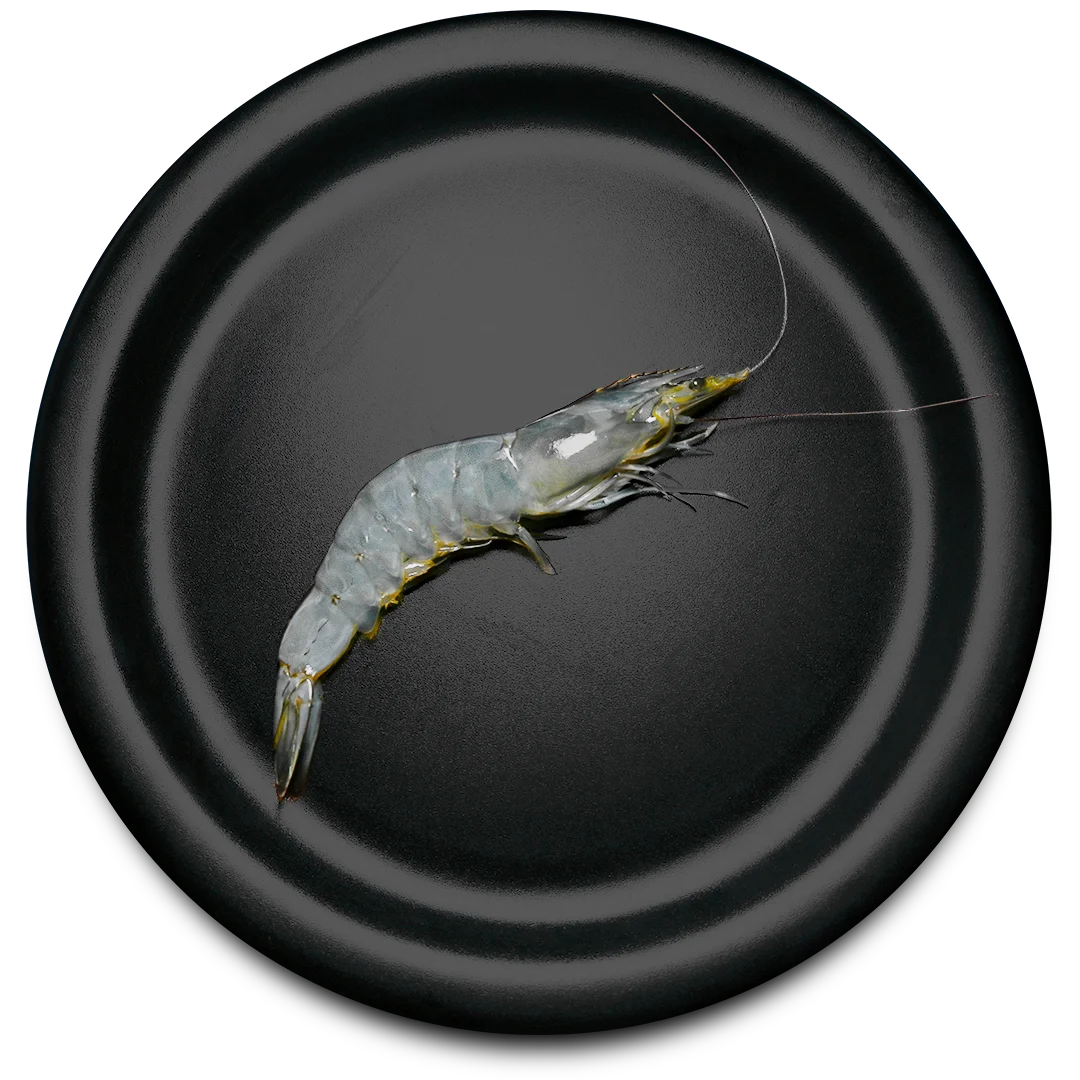 Premium Shrimp