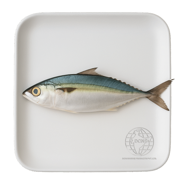 Indian Mackerel